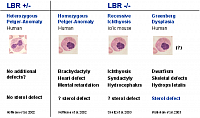 Laminopathie, Tabelle